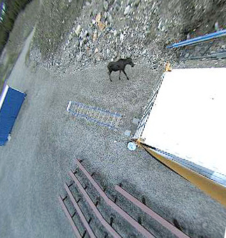 A Young Moose visits
