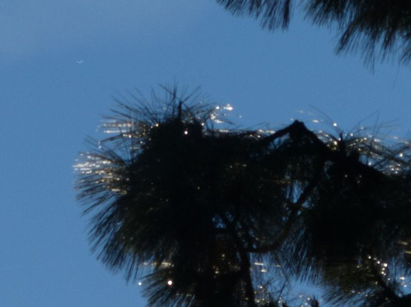 Venus at Inferior Conjunction (Close Up)