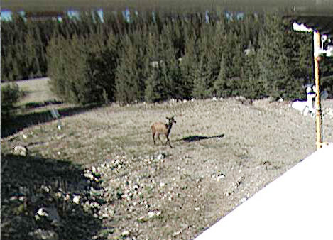 An Elk joins our gallery